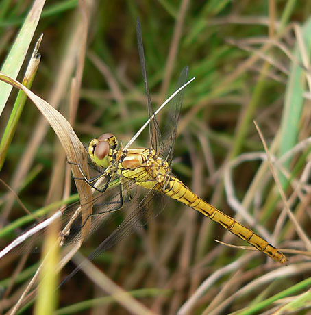 Steenrodeheidelibel_vr030806